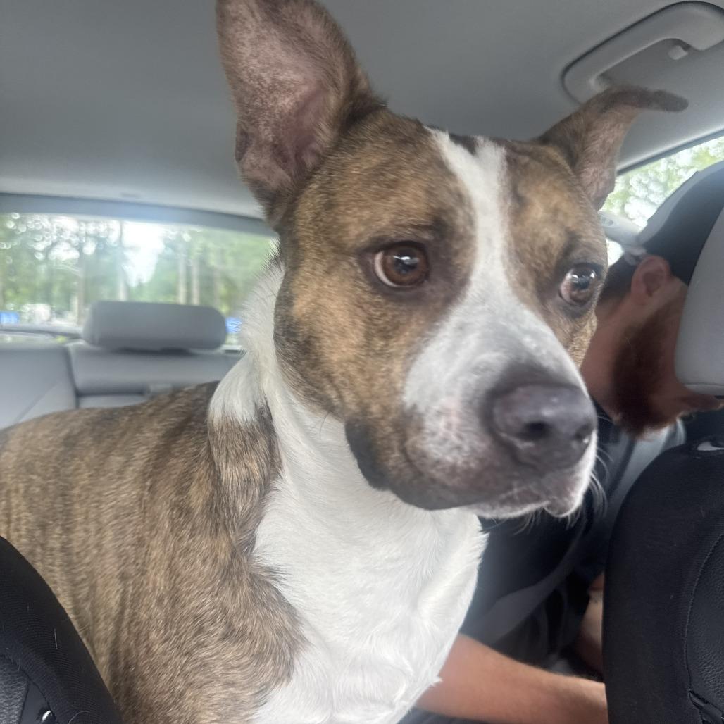 Enlarge Golf, a Adoptable Pit Bull Terrier in Greensboro, NC image 4/4
