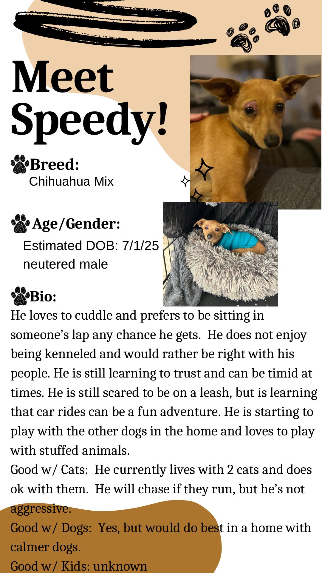 Speedy, adopted, Young Male Chihuahua.