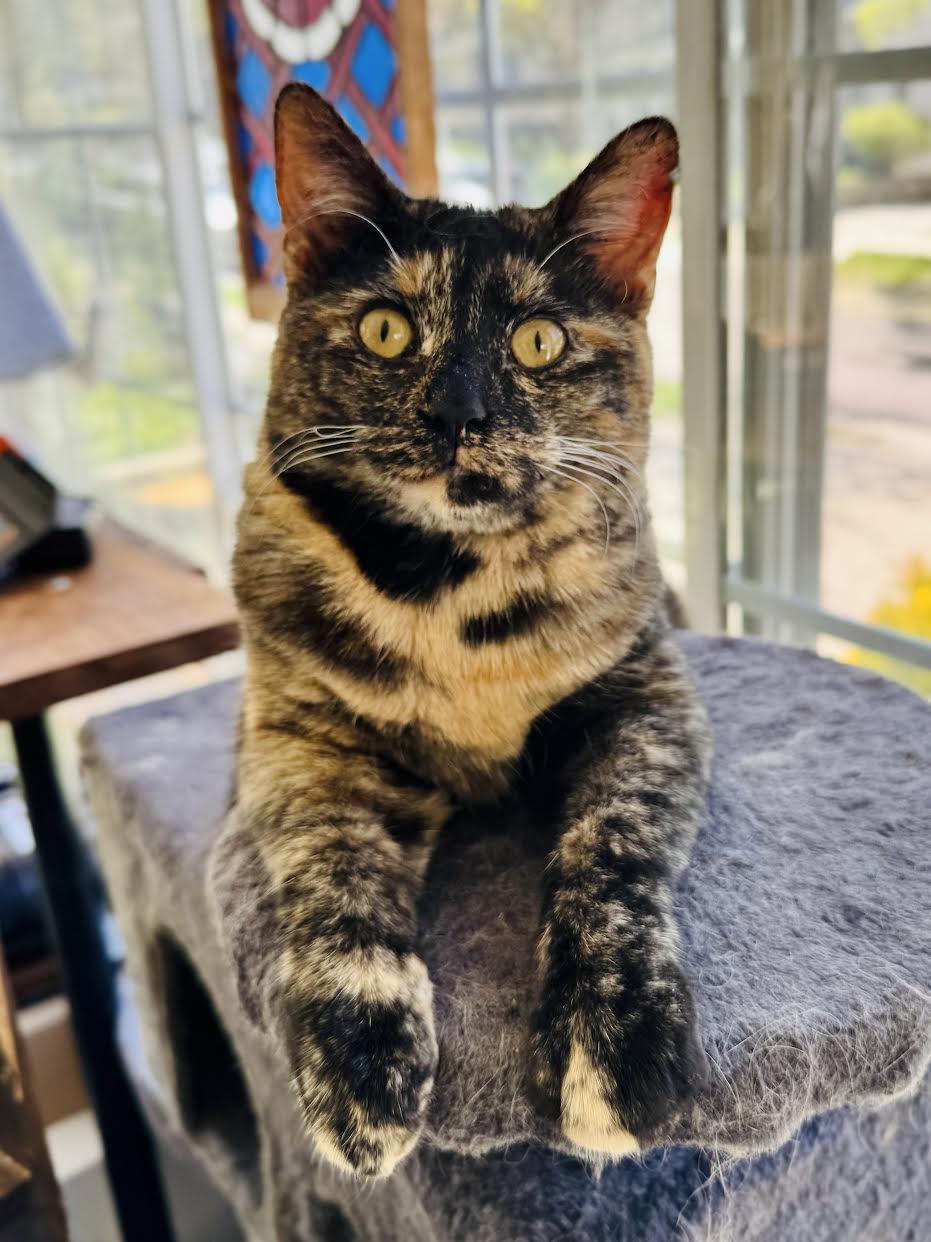 Ruby Lou, Adopted, Young Female Domestic Short Hair & Tortoiseshell.