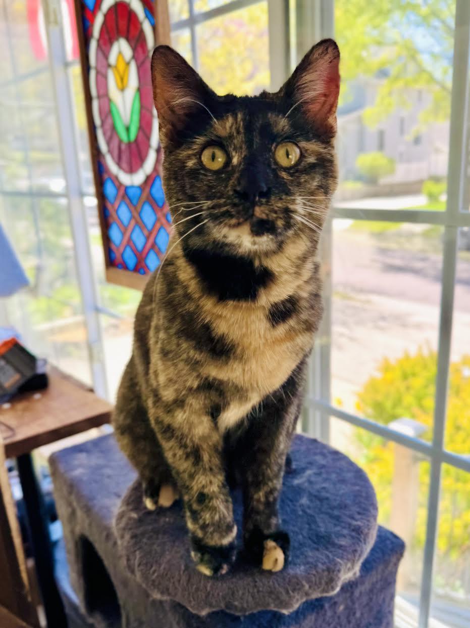 Ruby Lou, a Adopted mixed breed in Mankato, MN image 2/3