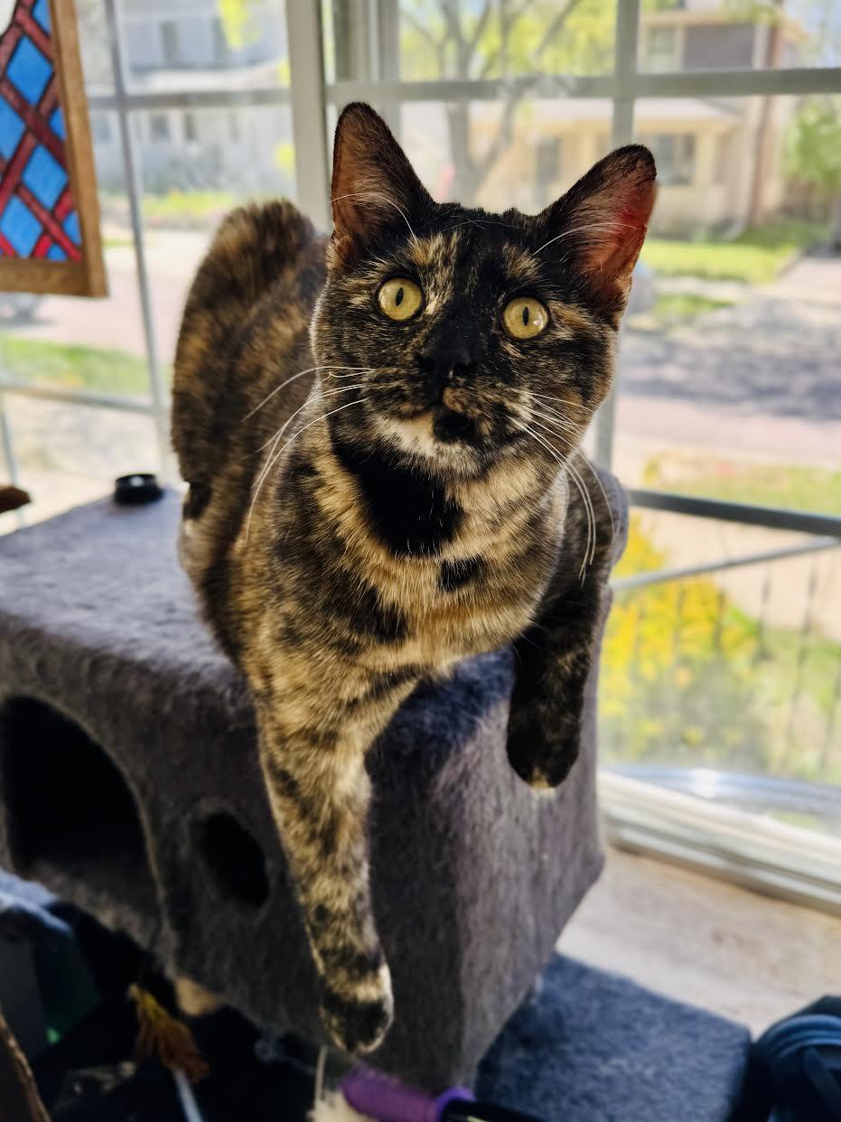 Ruby Lou, a Adopted mixed breed in Mankato, MN image 3/3