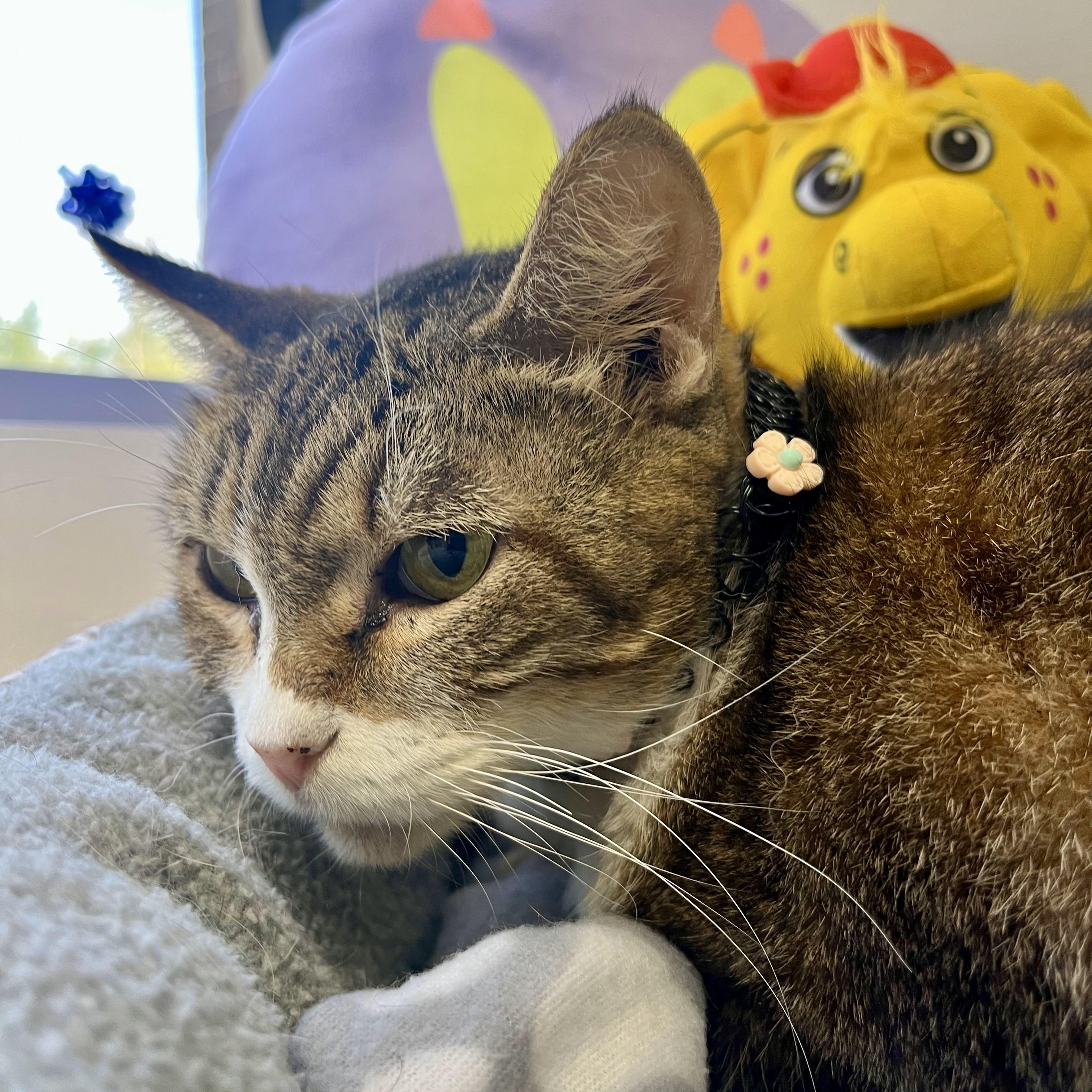 Nef'ertiti — thumbnail 6