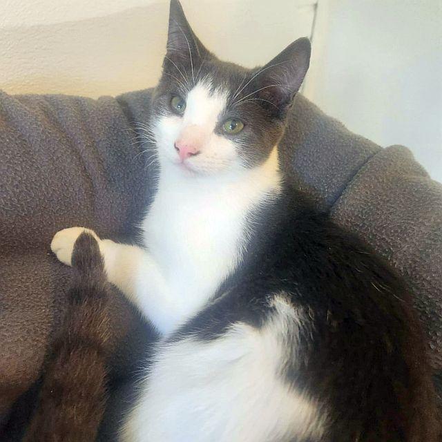 BISCOTTI, Adoptable, Young Male Domestic Short Hair.