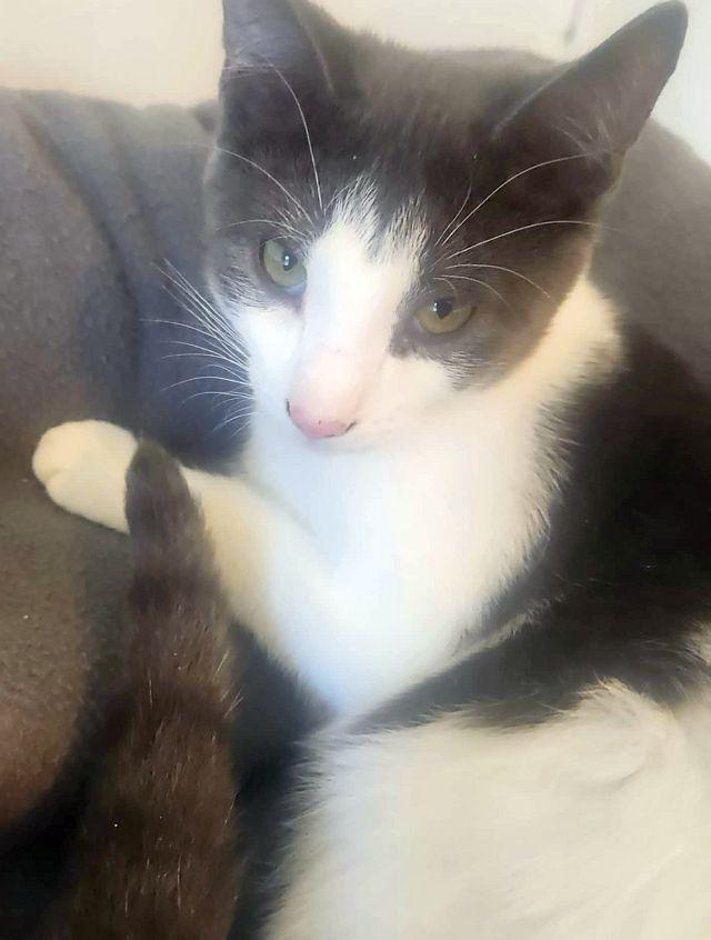 BISCOTTI, a Adoptable Domestic Short Hair in Powder Springs, GA image 2/3