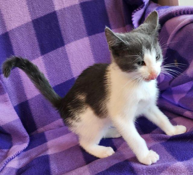 BISCOTTI, a Adoptable Domestic Short Hair in Powder Springs, GA image 3/3