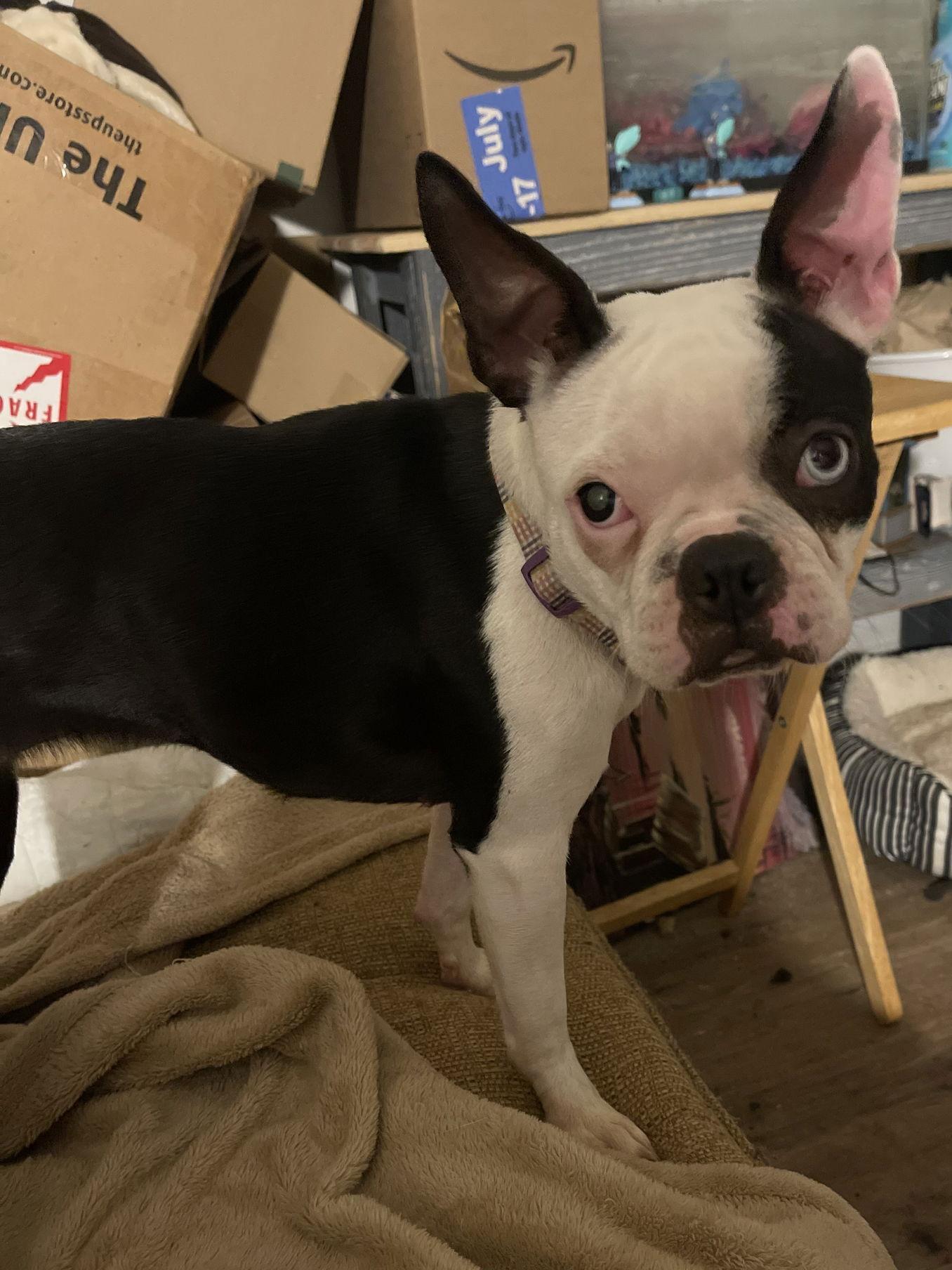 Enlarge Boski--adoption pending, a Adoptable Boston Terrier in Buffalo, MN image 2/3