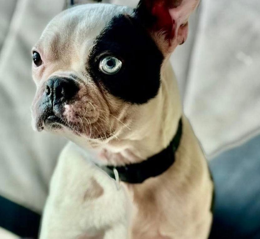 Enlarge Boski--adoption pending, a Adoptable Boston Terrier in Buffalo, MN image 3/3