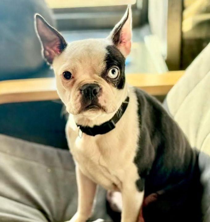 Boski, a Adoptable Boston Terrier in Buffalo, MN image 3/3