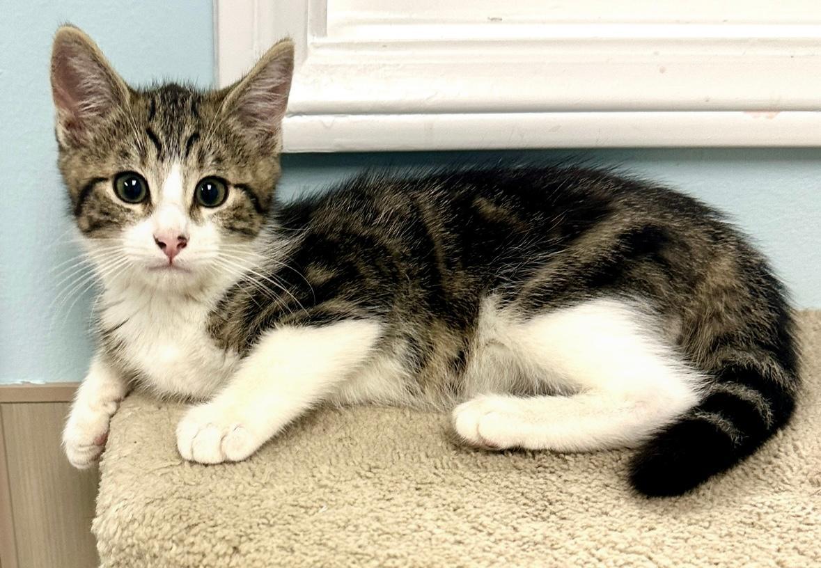 Enlarge Del, a Adoptable Tabby in West Hills, CA image 1/3