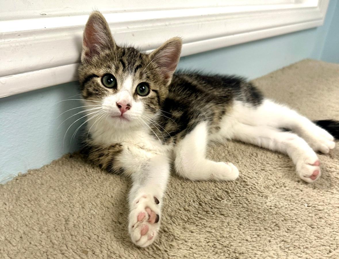 Enlarge Del, a Adoptable Tabby in West Hills, CA image 2/3
