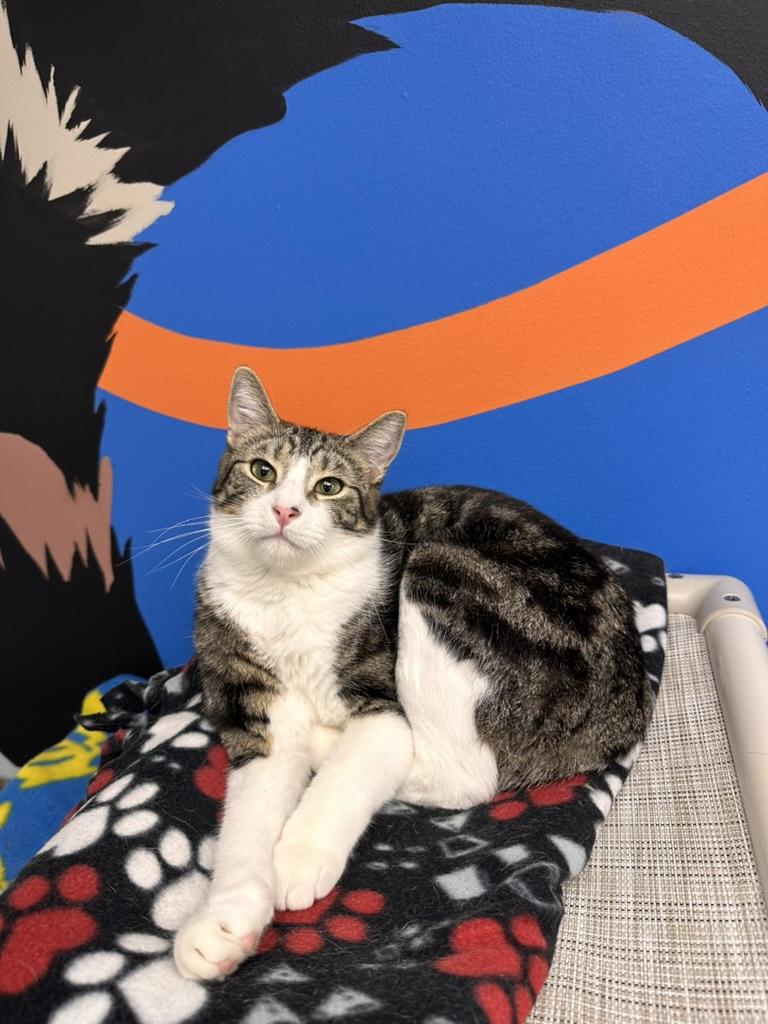 Enlarge Del, a Adoptable Tabby in West Hills, CA image 1/5