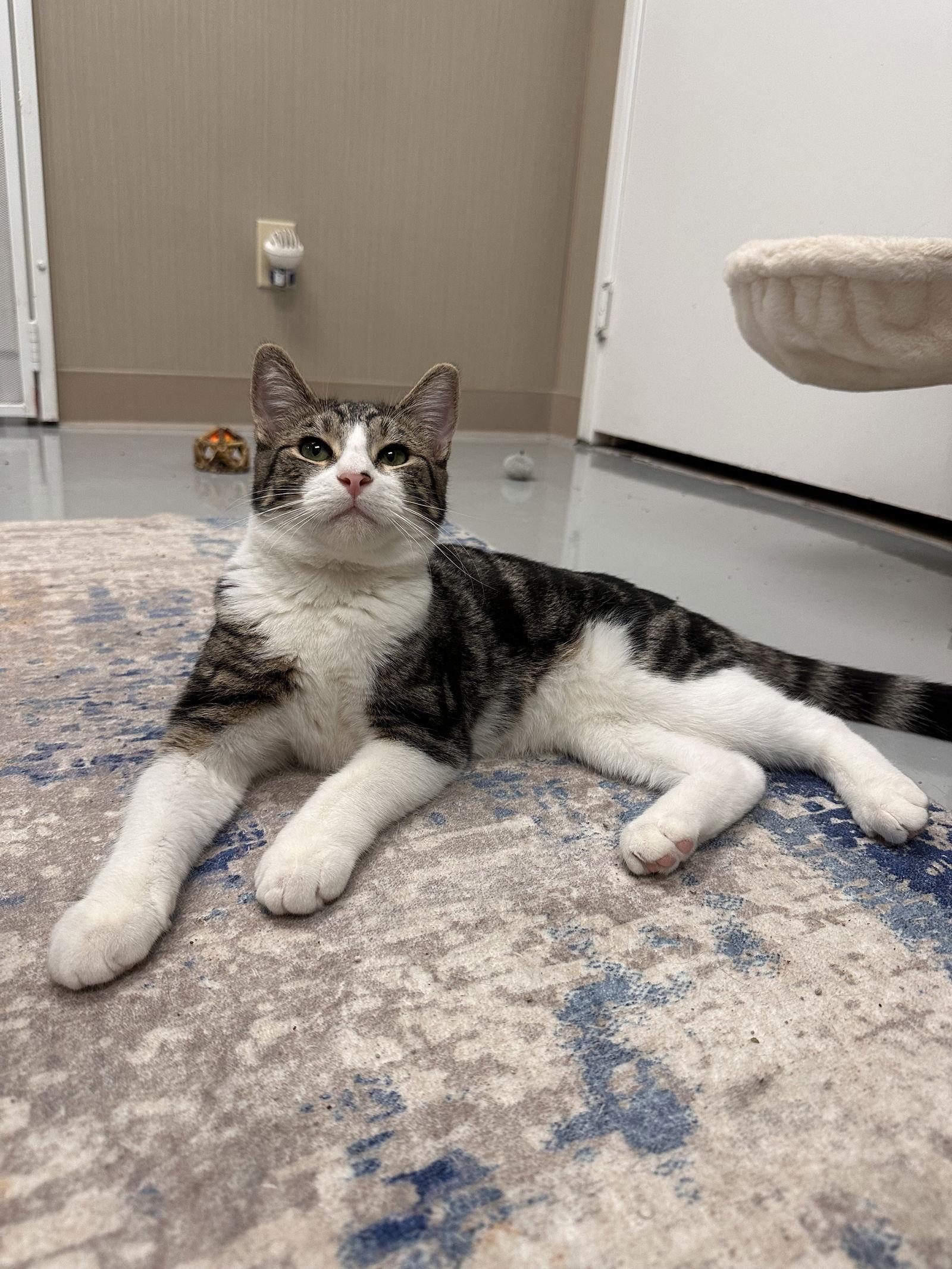 Enlarge Del, a Adoptable Tabby in West Hills, CA image 2/3