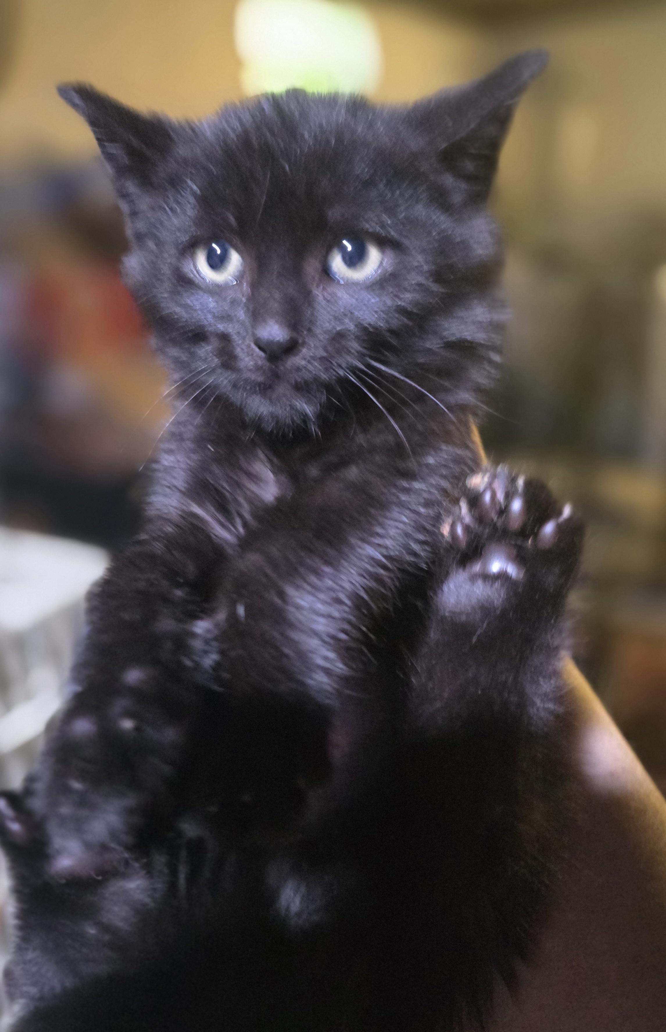 Enlarge Soot, a ADOPTABLE Domestic Short Hair in Elizabeth, PA image 1/3