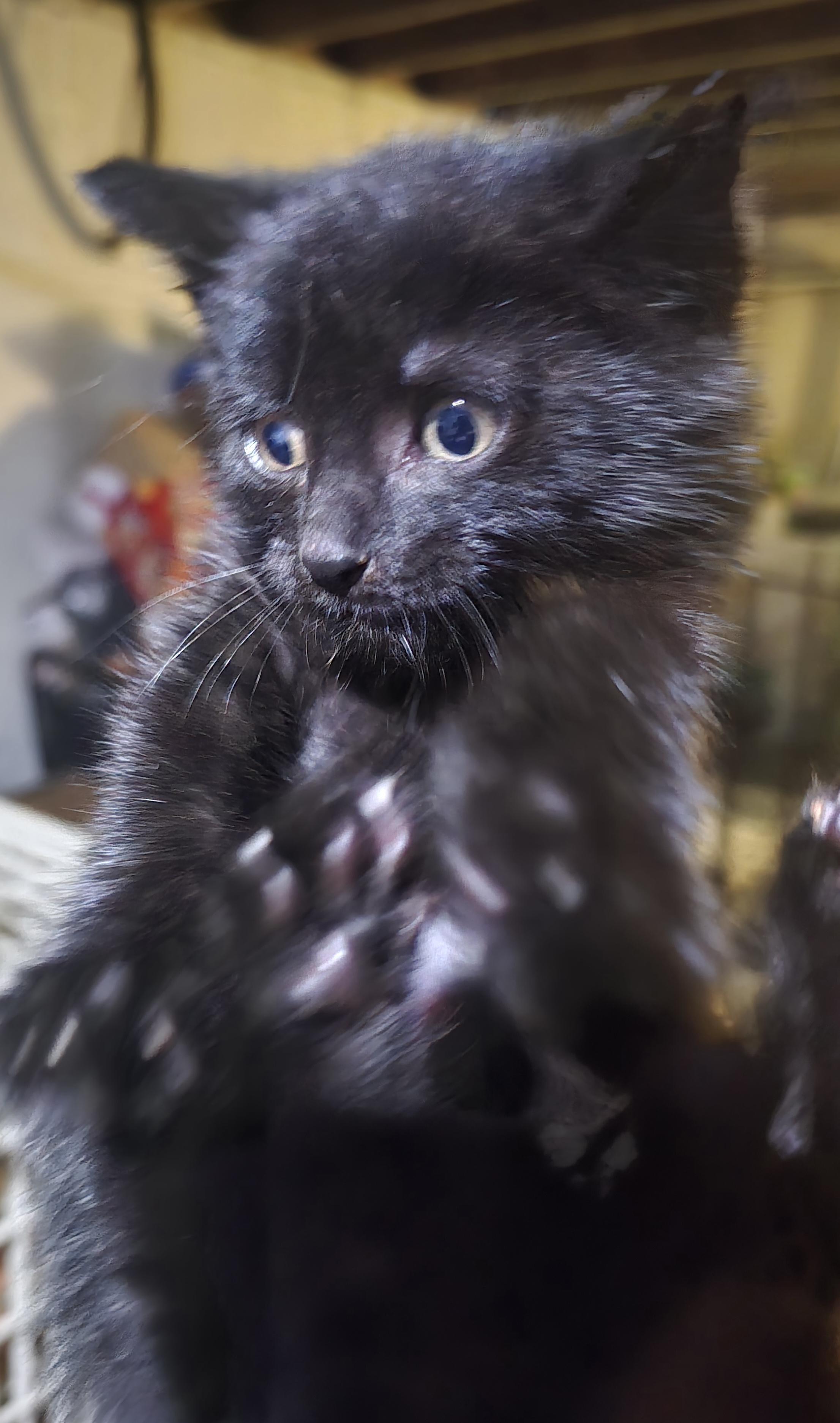 Enlarge Soot, a ADOPTABLE Domestic Short Hair in Elizabeth, PA image 2/3