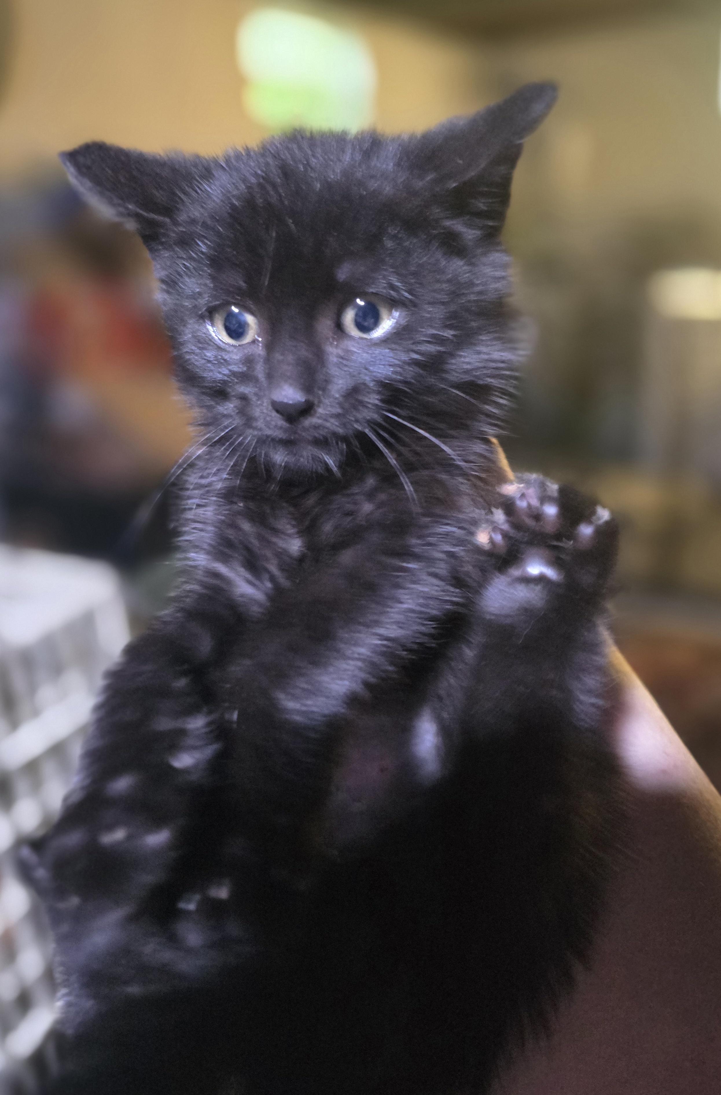 Enlarge Soot, a ADOPTABLE Domestic Short Hair in Elizabeth, PA image 3/3
