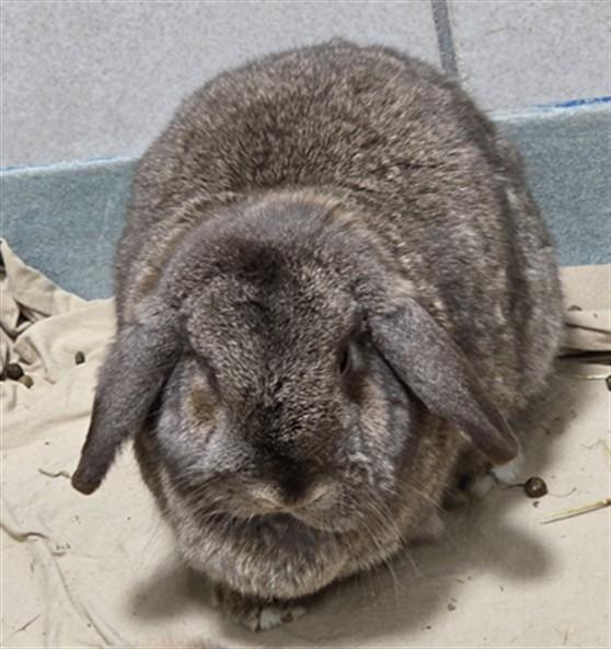 ANASTASIA, Adoptable, Adult Female Holland Lop.