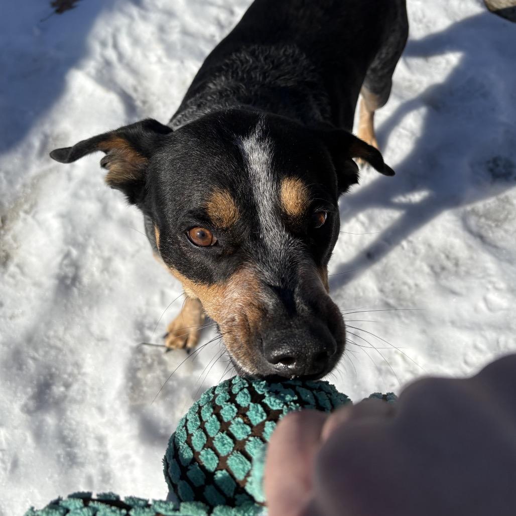 Enlarge Hank, a Adoptable Bluetick Coonhound in Belleville, IL image 1/6