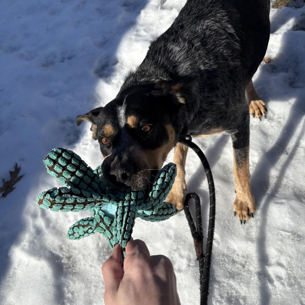 Enlarge Hank, a Adoptable Bluetick Coonhound in Belleville, IL image 2/6