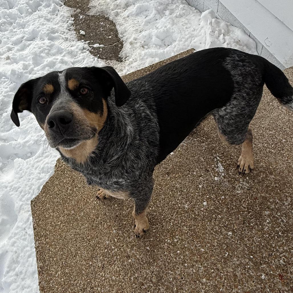 Enlarge Hank, a Adoptable Bluetick Coonhound in Belleville, IL image 3/6