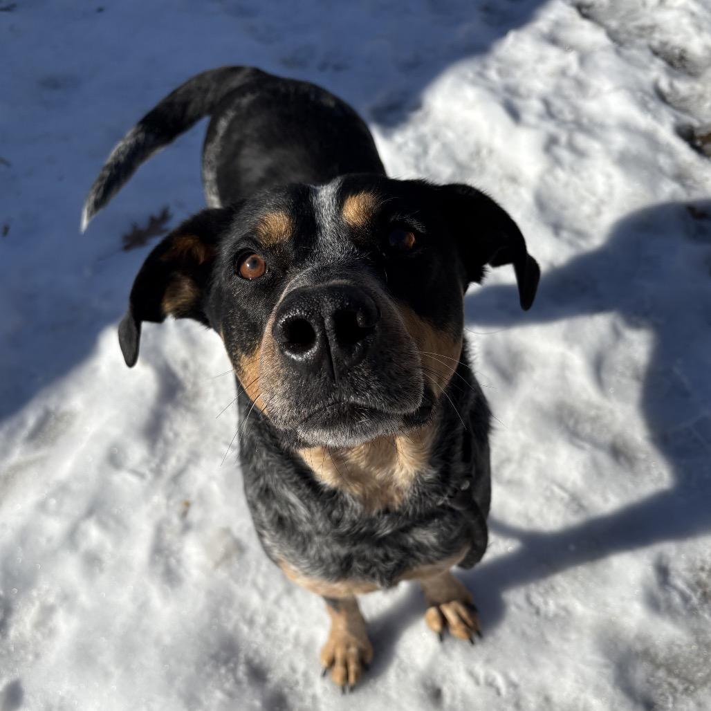 Enlarge Hank, a Adoptable Bluetick Coonhound in Belleville, IL image 4/6
