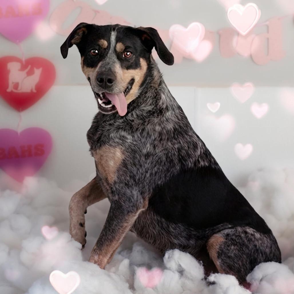 Enlarge Hank, a Adoptable Bluetick Coonhound in Belleville, IL image 5/6