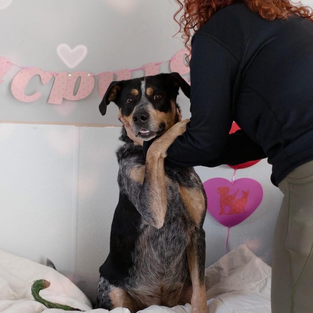 Enlarge Hank, a Adoptable Bluetick Coonhound in Belleville, IL image 6/6