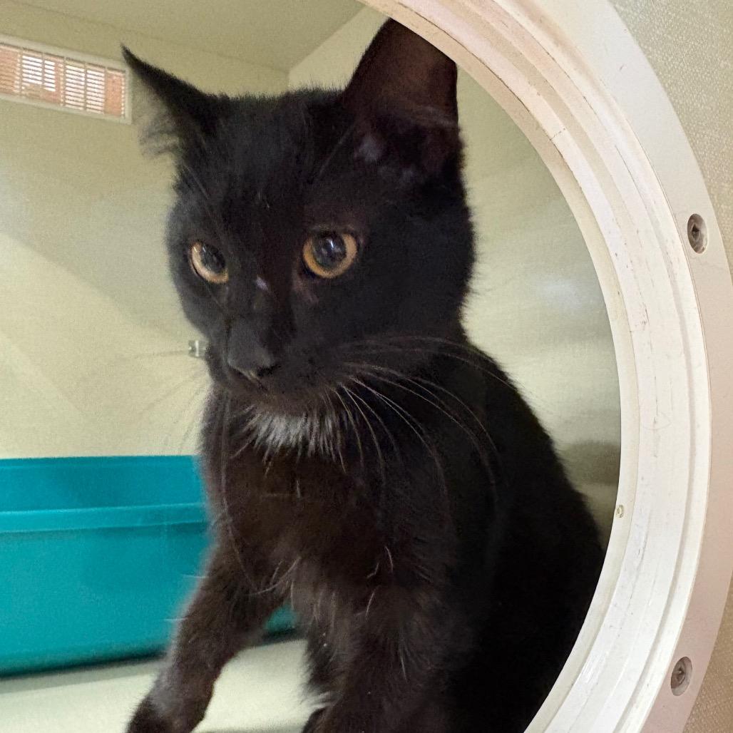 Runway, Adoptable, Adult Male Domestic Short Hair.