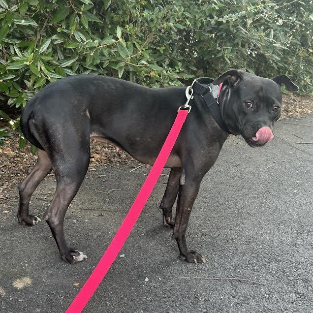 Tutu, a Adoptable mixed breed in Midlothian, VA image 4/6