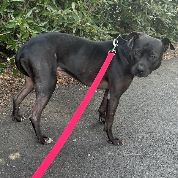 Tutu, a Adoptable mixed breed in Midlothian, VA image 2/6