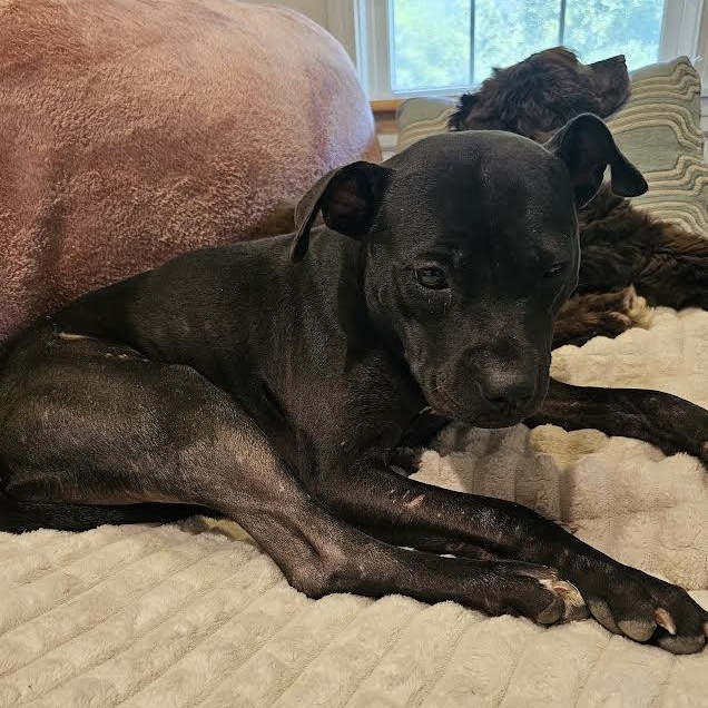 Tutu, a Adoptable mixed breed in Midlothian, VA image 6/6