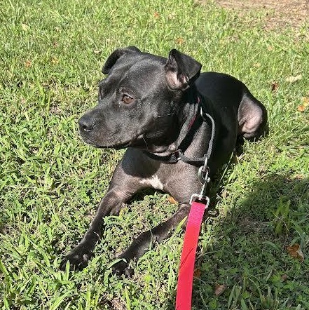 Tutu, Adoptable, Adult Female Pit Bull Terrier.