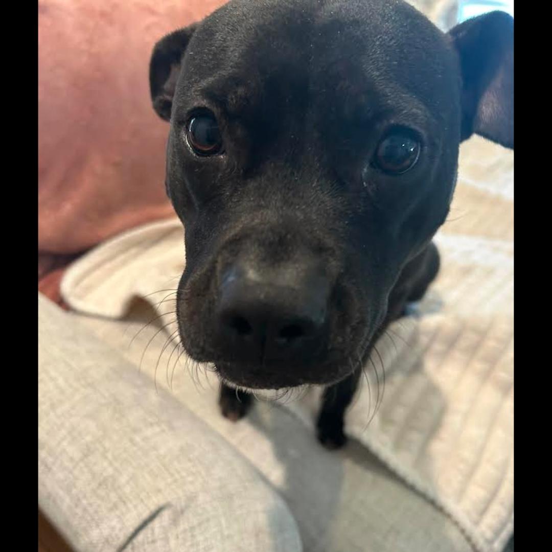 Tutu, Adoptable, Adult Female Pit Bull Terrier.