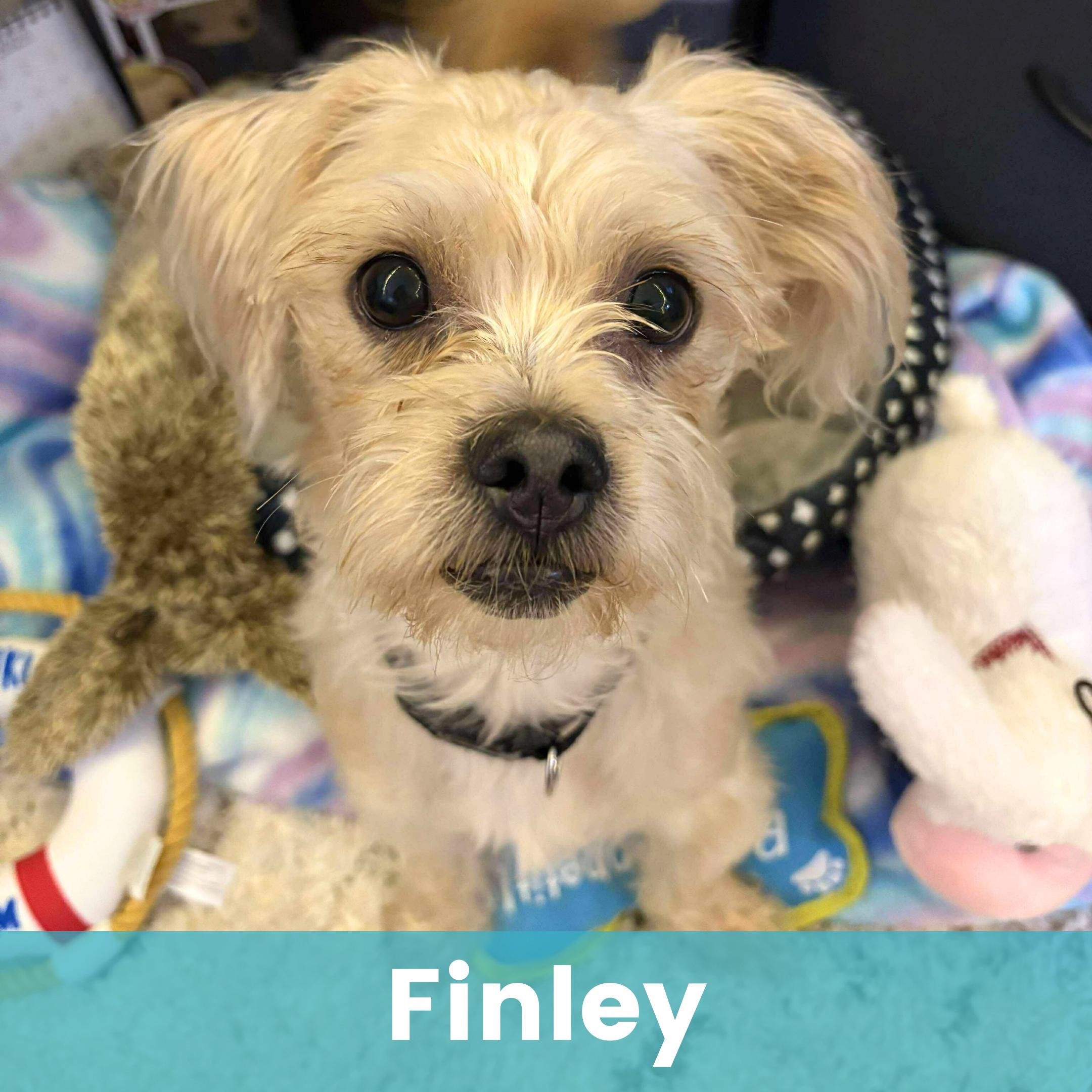 Finley