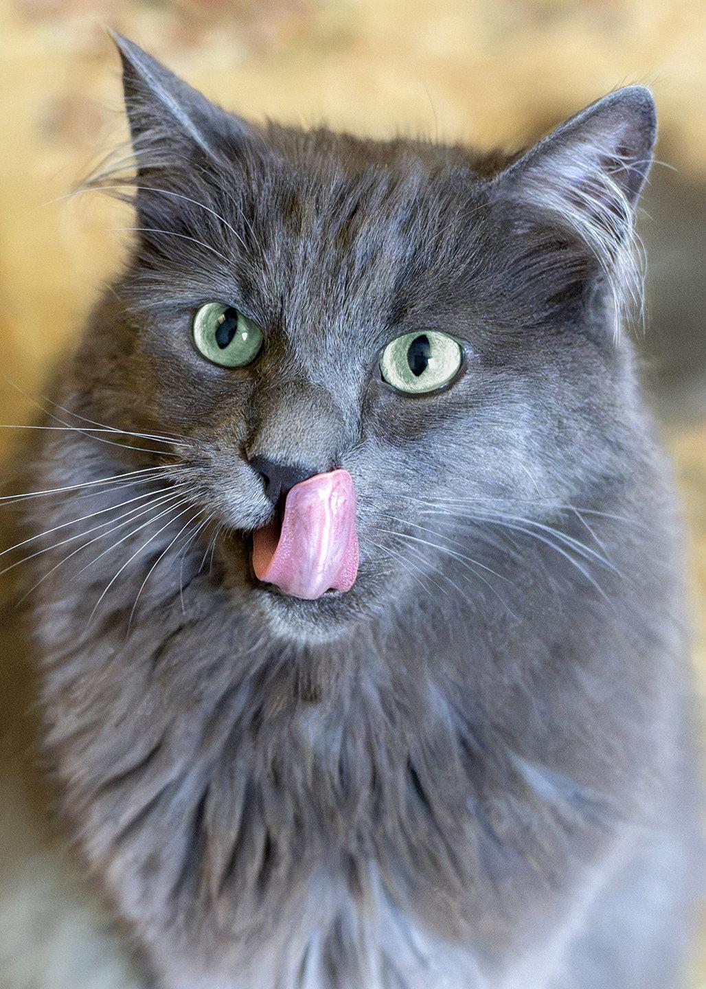 Aarush, Adopted, Adult Male Nebelung & Domestic Medium Hair.