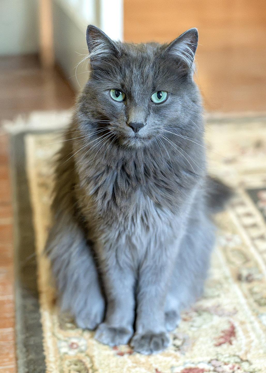 Enlarge Aarush, a Adopted mixed breed in Buford, GA image 3/3