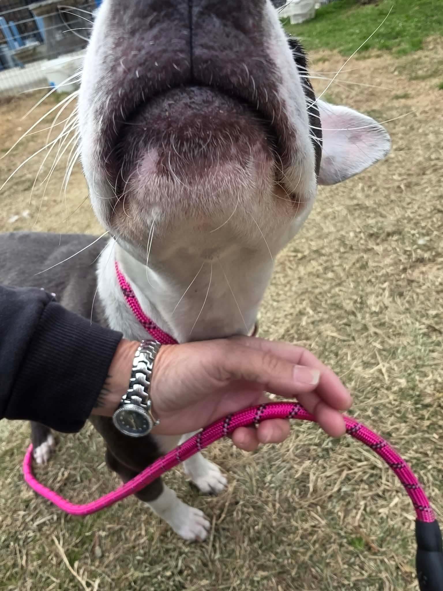 Enlarge Jolly, an adopted mixed breed in Lancaster, SC image 3/3