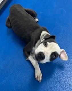 Enlarge Jolly, an adopted mixed breed in Lancaster, SC image 2/3