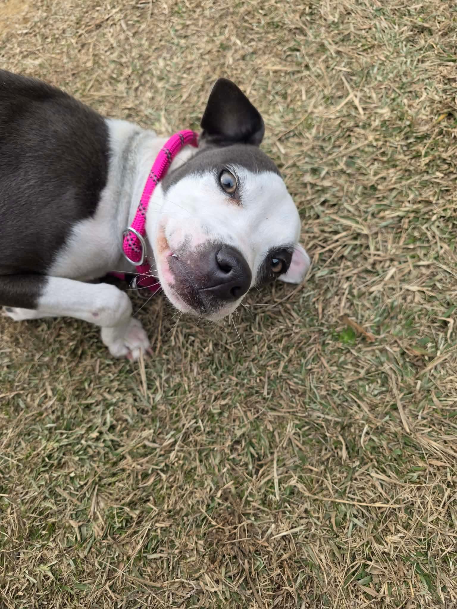 Enlarge Jolly, an adopted mixed breed in Lancaster, SC image 1/3