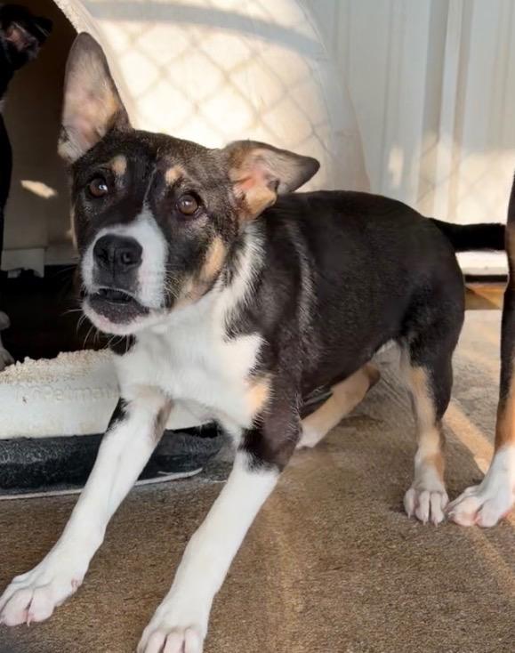 Mighty, Adoptable, Puppy Female Collie.