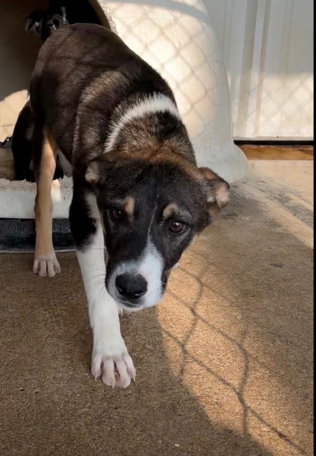 Enlarge Mighty, a Adoptable Collie in Ada, OK image 2/4