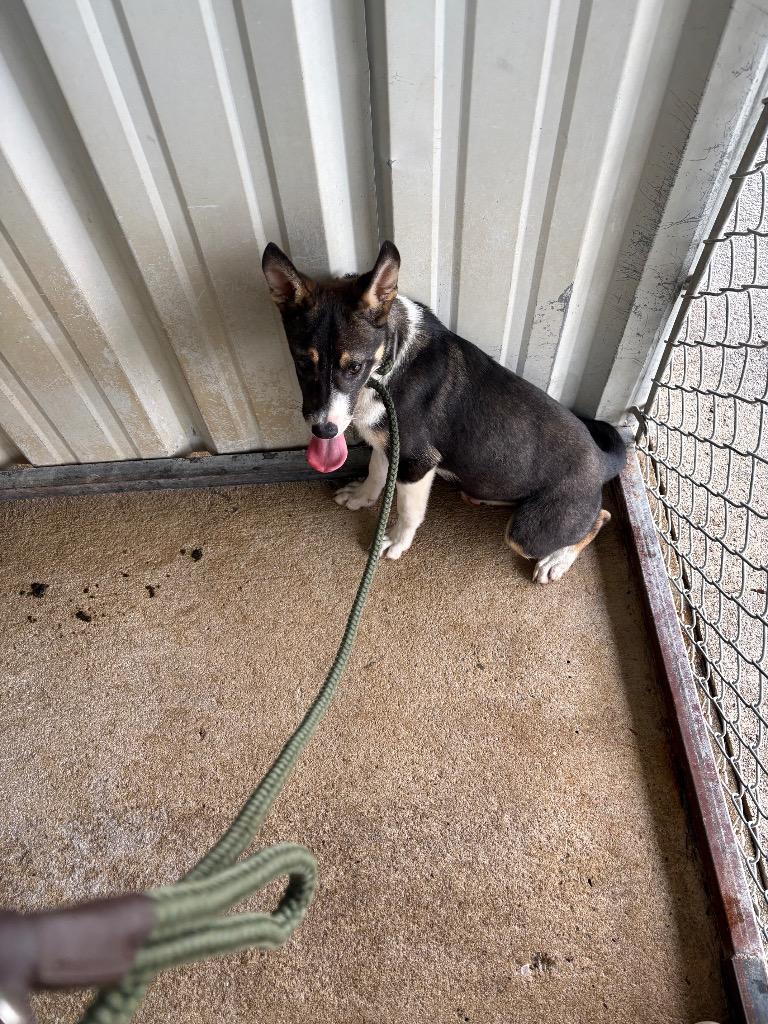 Enlarge Mighty, a Adoptable Collie in Ada, OK image 3/4
