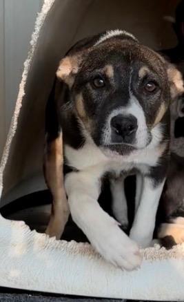 Enlarge Mighty, a Adoptable Collie in Ada, OK image 4/4