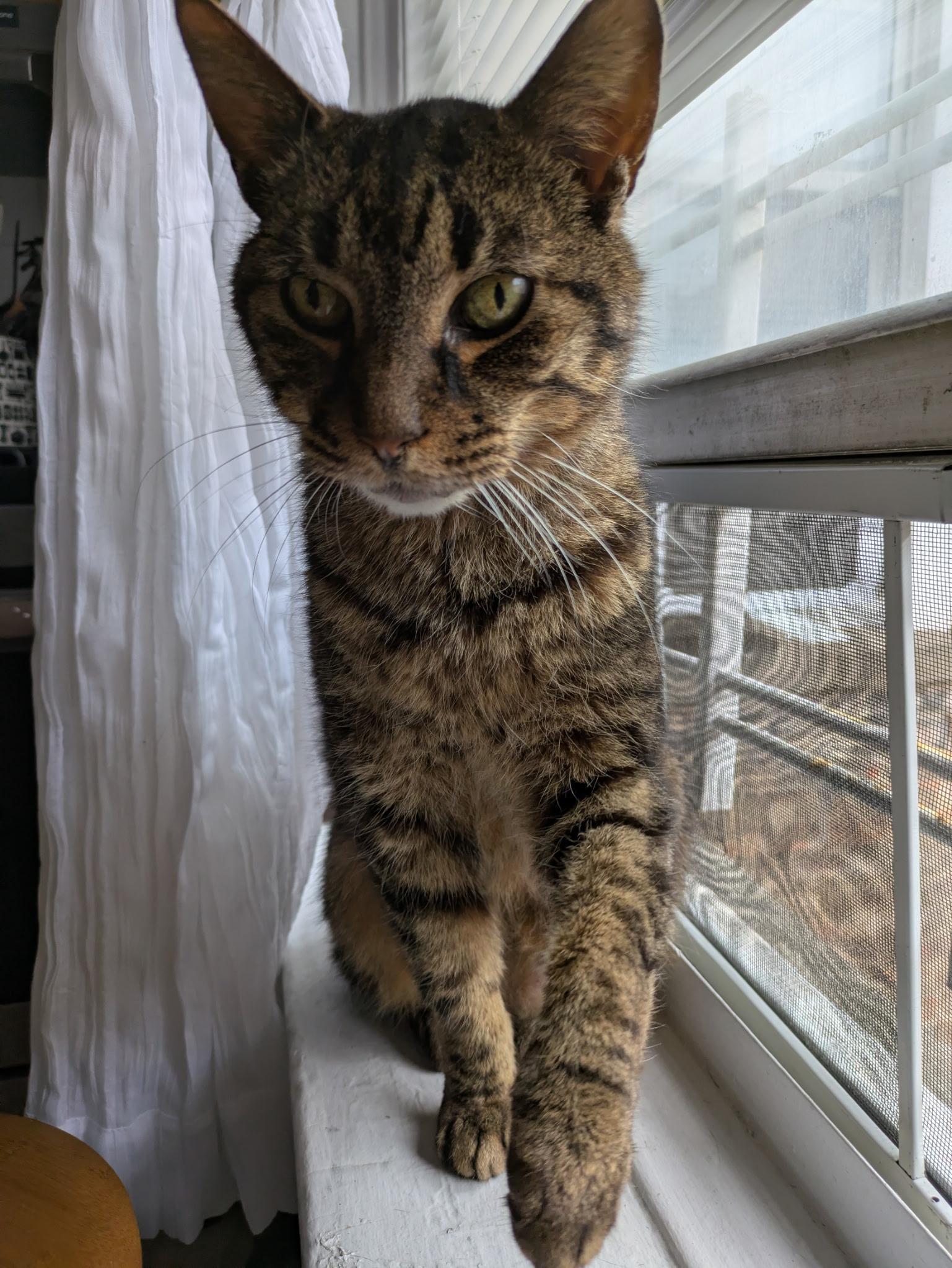 Enlarge Poirot N ** Easygoing lovebug, a Adoptable Domestic Short Hair in New York, NY image 1/6