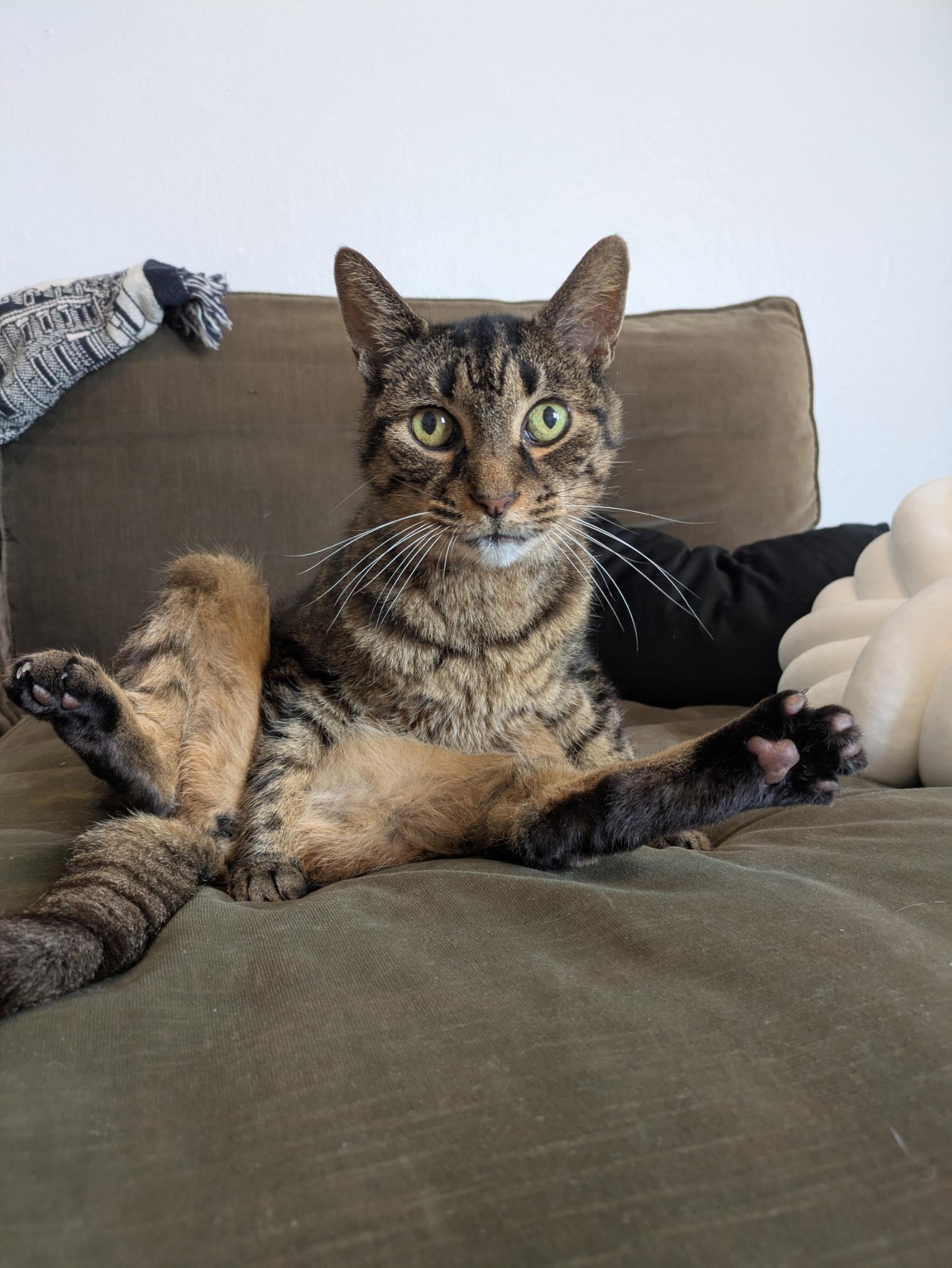 Enlarge Poirot N ** Easygoing lovebug, a Adoptable Domestic Short Hair in New York, NY image 2/6