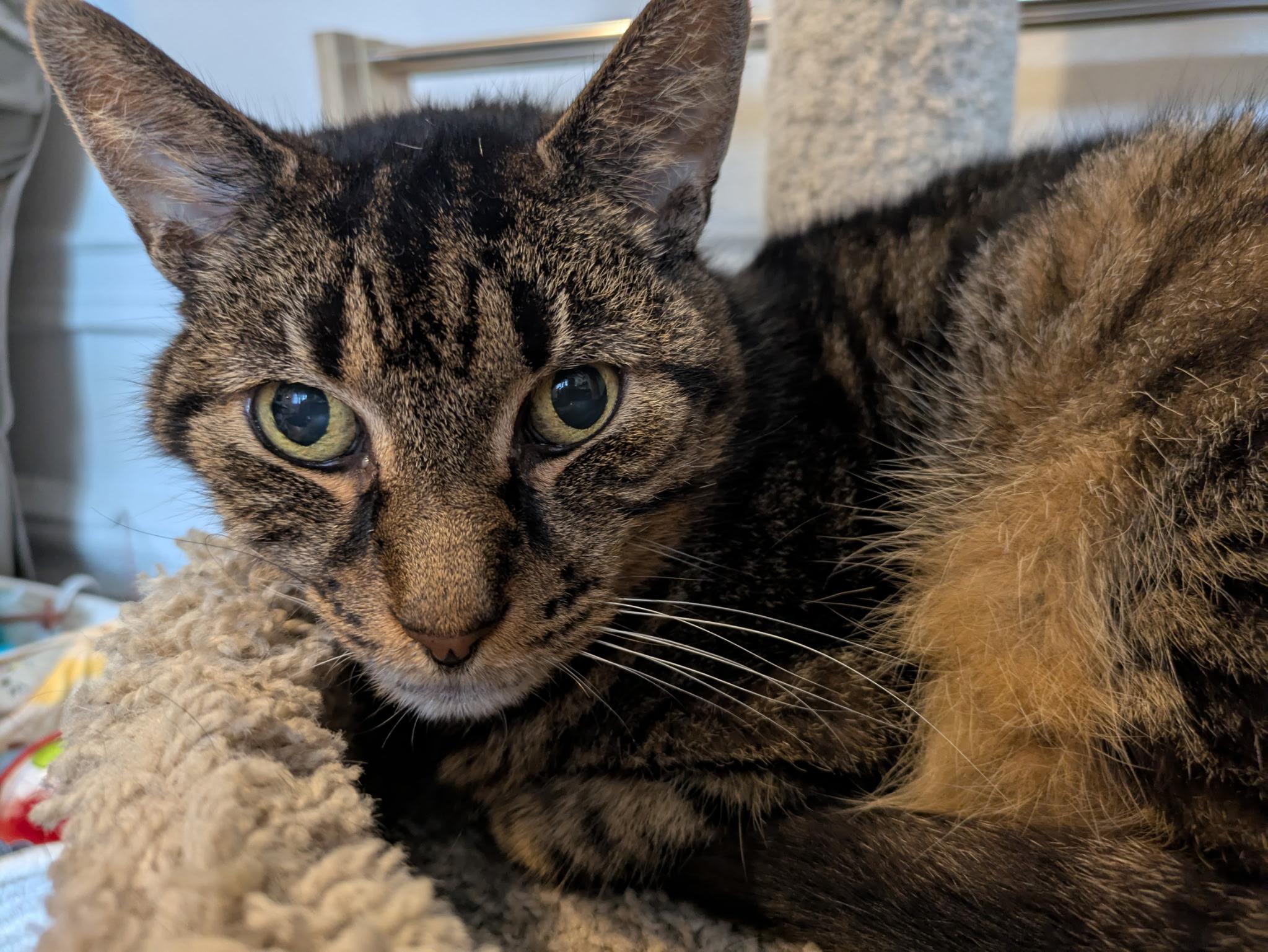 Enlarge Poirot N ** Easygoing lovebug, a Adoptable Domestic Short Hair in New York, NY image 3/6