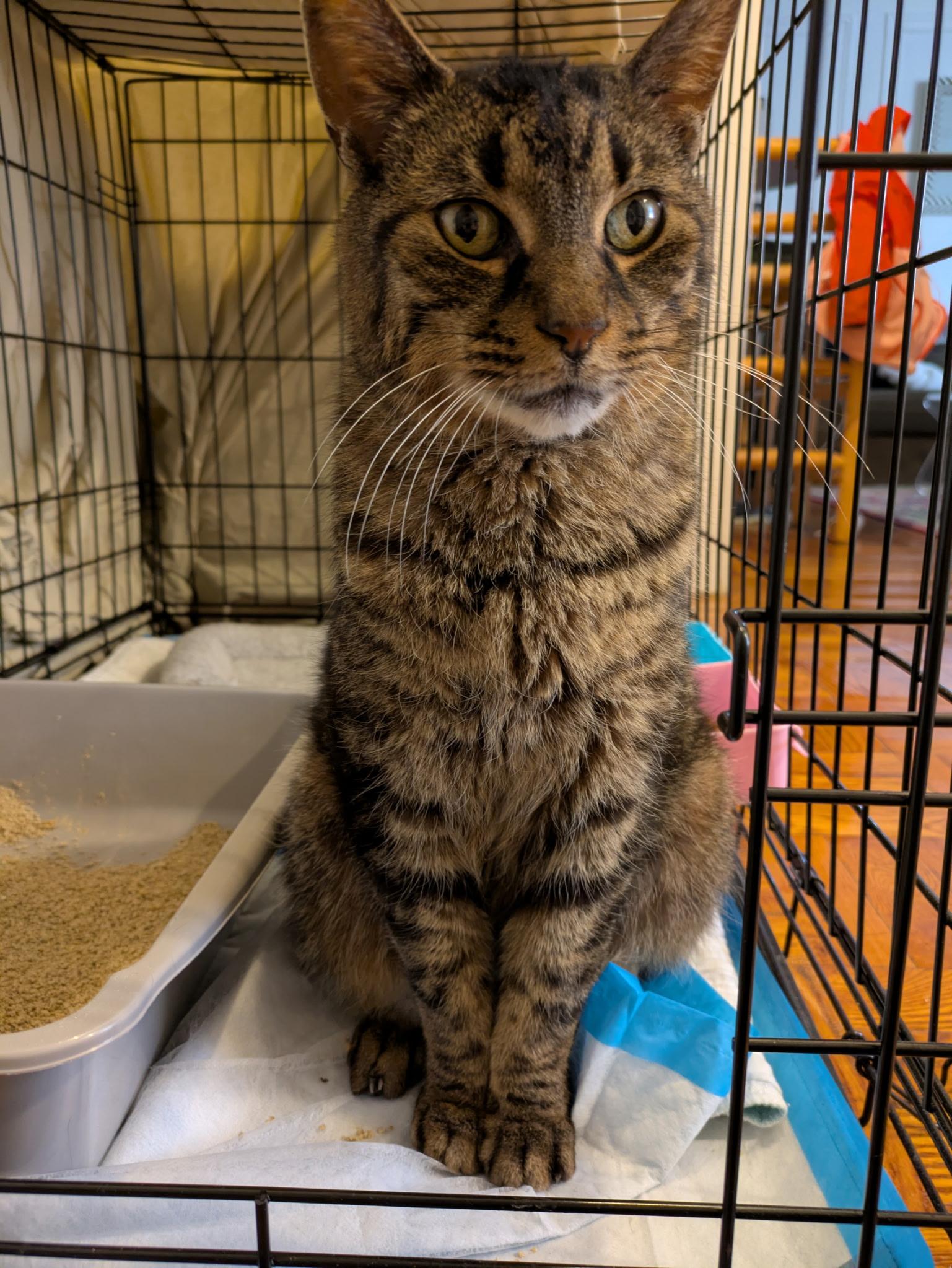 Poirot N ** Easygoing lovebug, Adoptable, Adult Male Domestic Short Hair.
