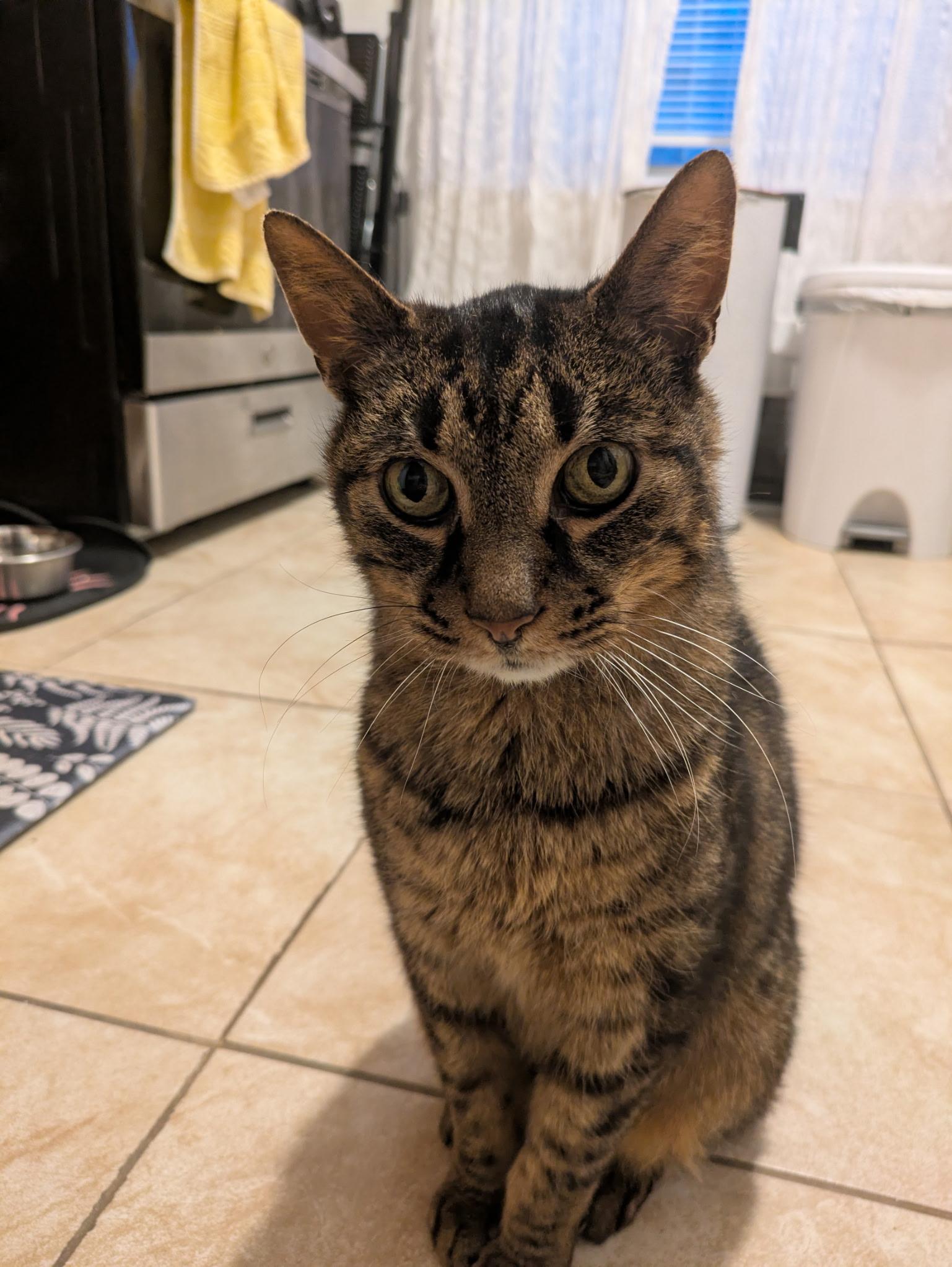 Enlarge Poirot N ** Easygoing lovebug, a Adoptable Domestic Short Hair in New York, NY image 5/6