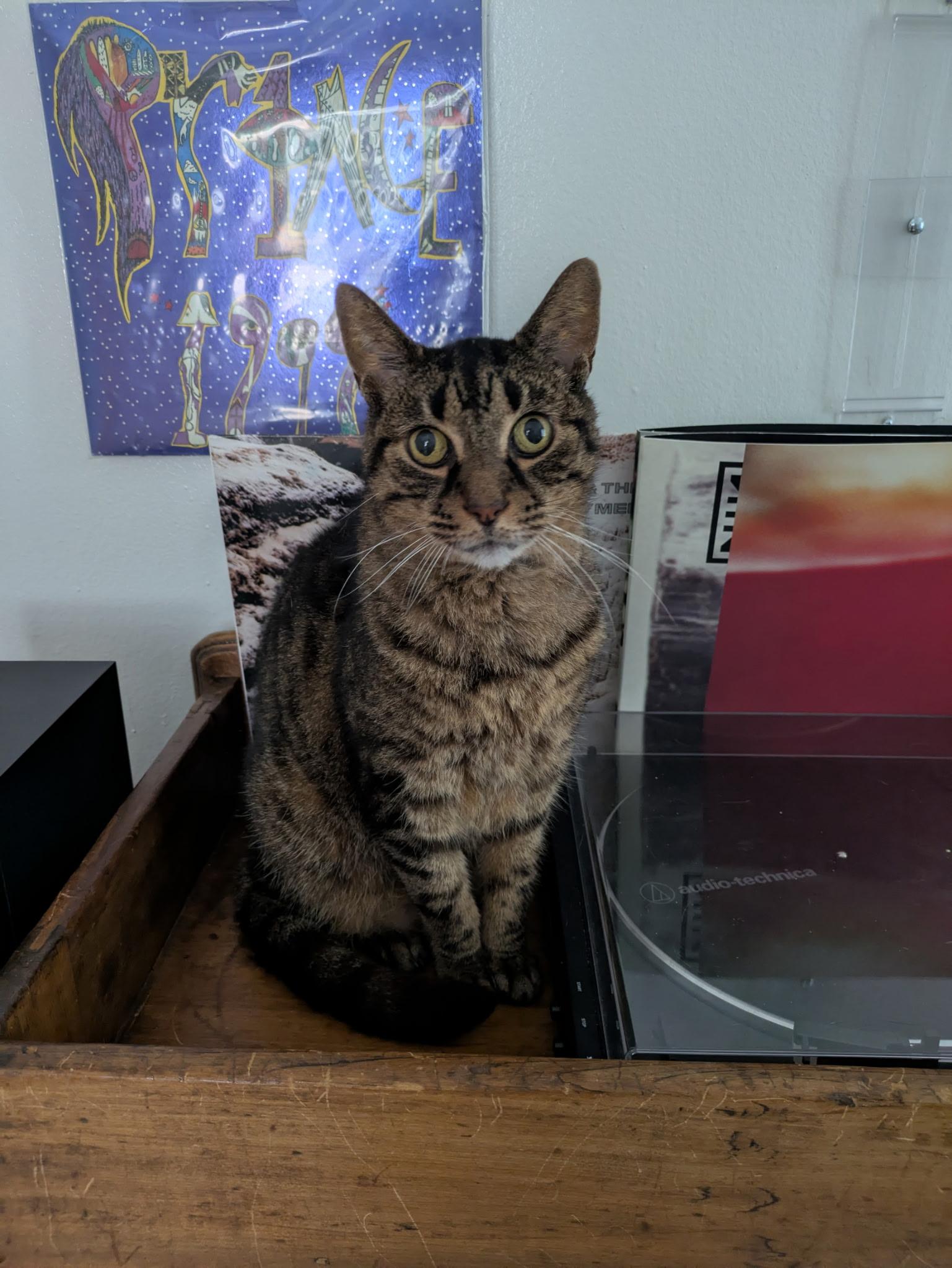 Enlarge Poirot N ** Easygoing lovebug, a Adoptable Domestic Short Hair in New York, NY image 6/6