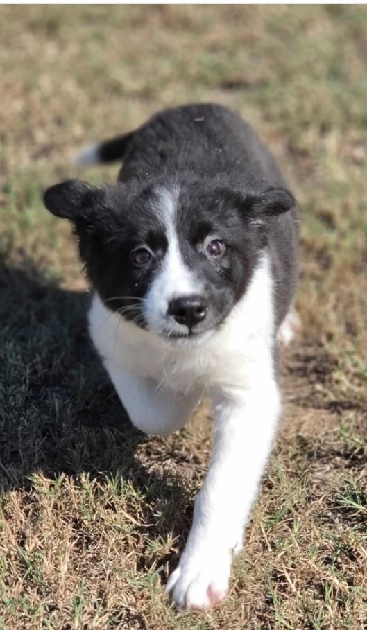 Enlarge Hattie, a Adopted mixed breed in Manchester, CT image 2/4