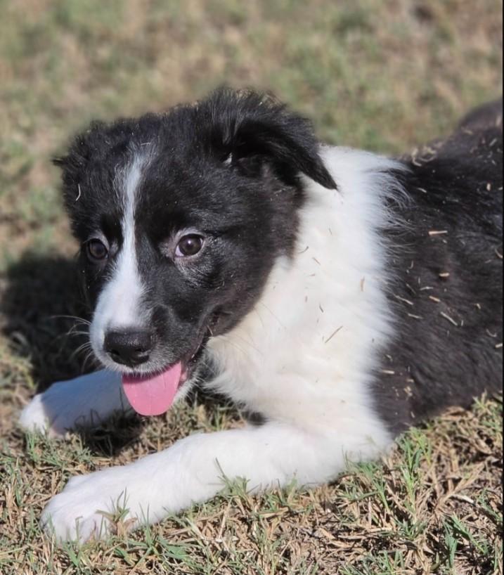 Enlarge Hattie, a Adopted mixed breed in Manchester, CT image 3/4